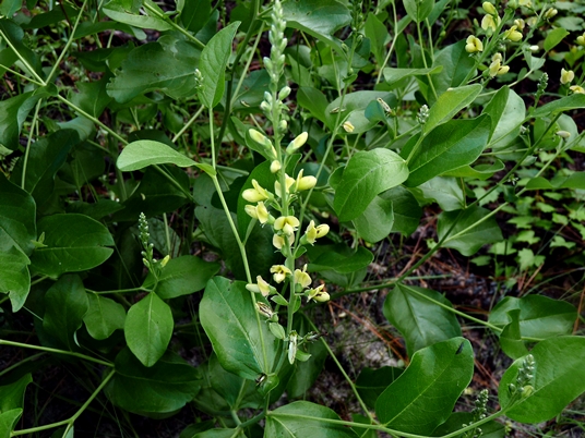 {Baptisia simplicifolia}